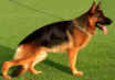 Foto 4 - Rocky vom Haus Tepferd