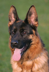 Chijas Yanka