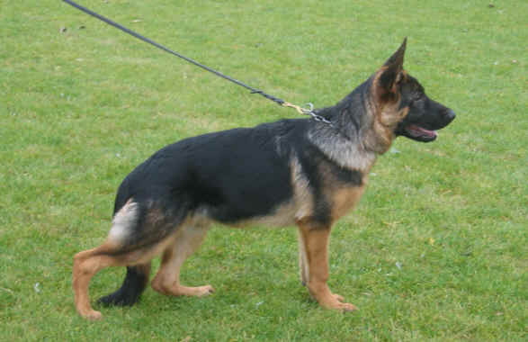 Foto 29 - Kennel Chijas Vivaldi