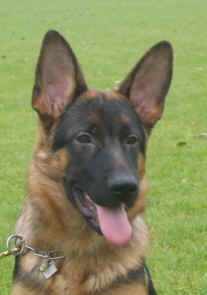 Kennel Chijas Vivaldi