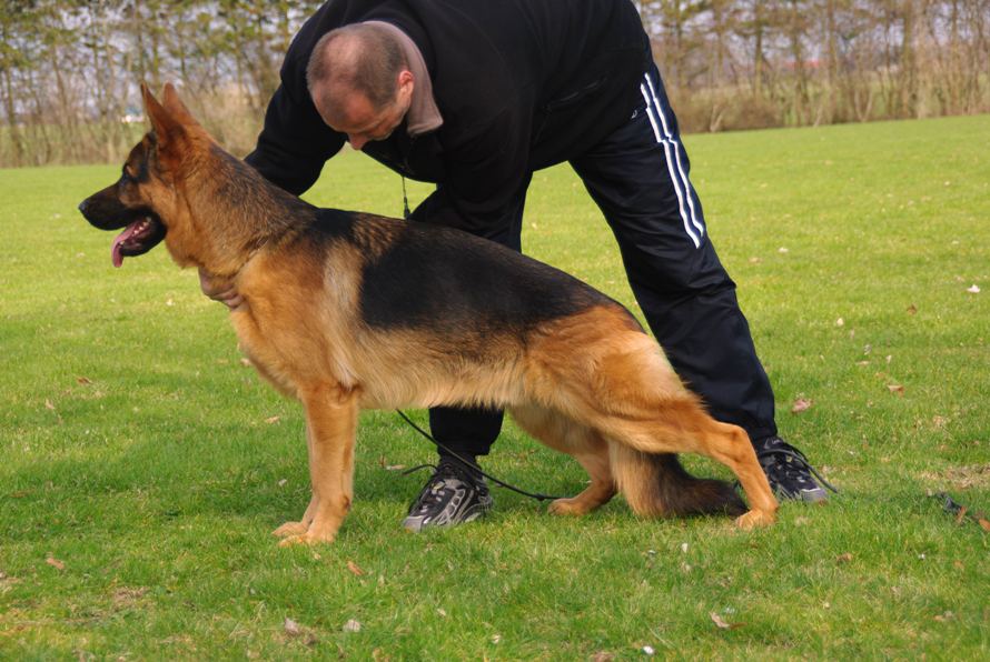 Foto 48 - Chijas Bazi