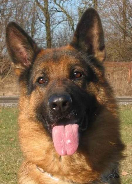 Foto 28 - Kennel Chijas Othello