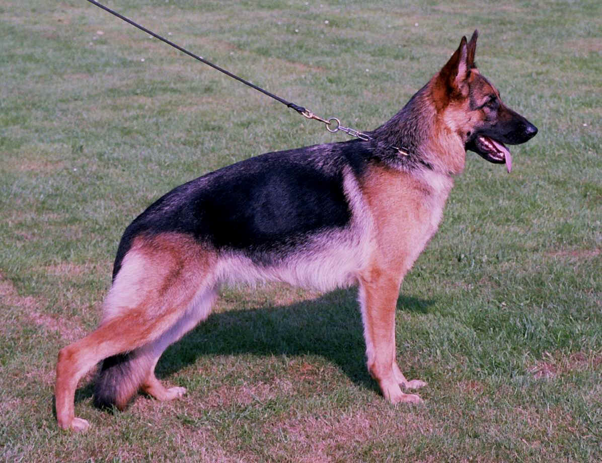 Kennel Chijas Tasja