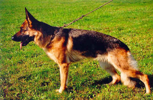 Foto 30 - Chijas Tronja