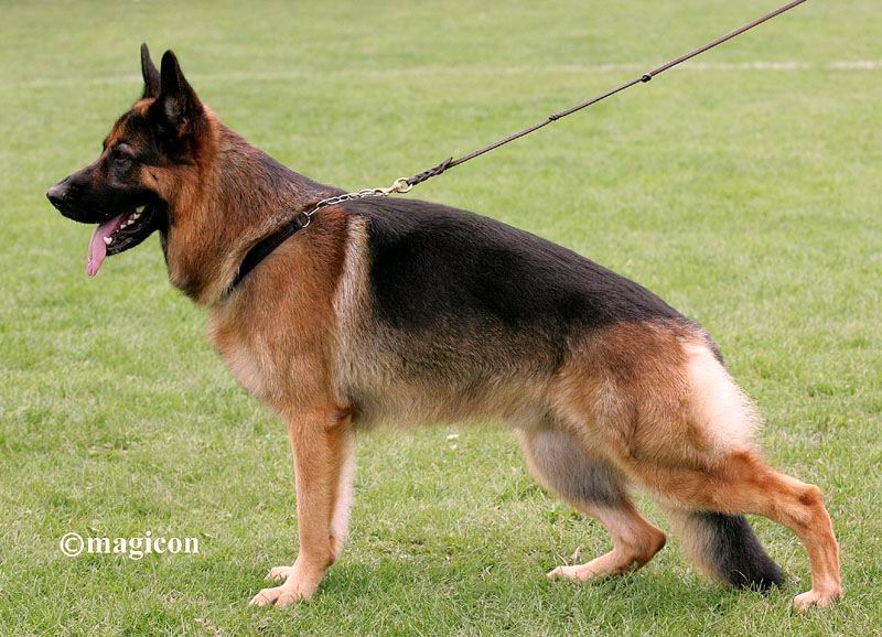 Foto 40 - Chijas Ukenzo