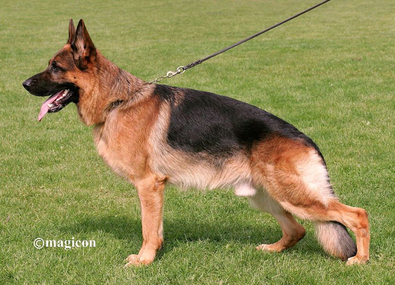 Foto 39 - Chijas Weiko