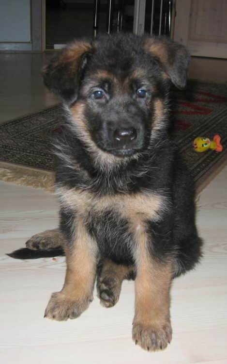 Foto 20 - Chijas Xally