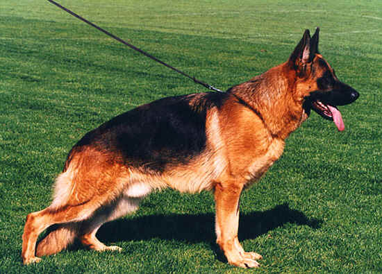 Esko vom D�nischen Hof