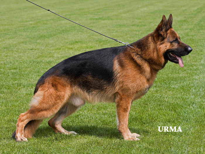 Odin vom Holtk�mper Hof