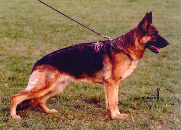 Foto 23 - Chijas Qvana