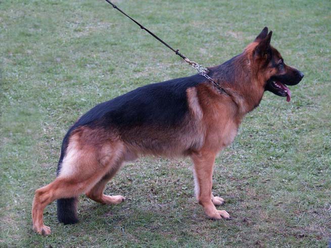 Foto 37 - Kennel Chijas Ukenzo 2006