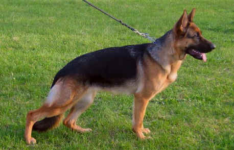 Foto 31 - Chijas Verona