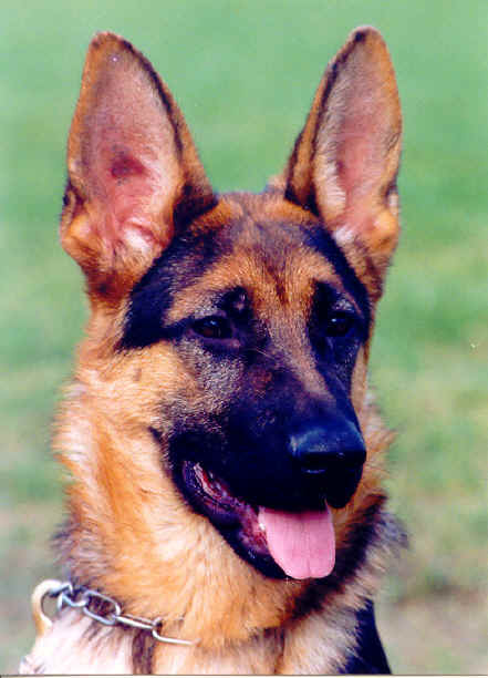 Foto 25 - Chijas Verona