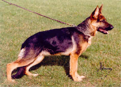 Foto 31 - Chijas Verona