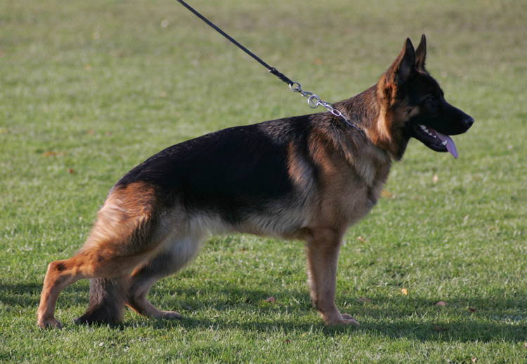 Foto 41 - Chijas Yanka