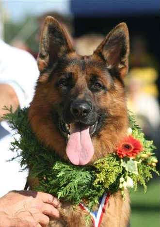 Foto 51 - Zerxis vom Osterberger - Land