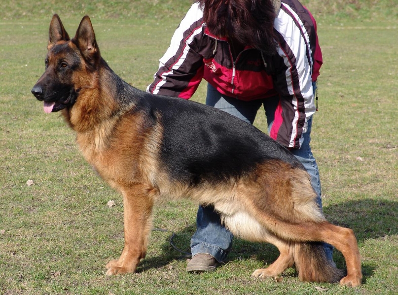 Foto 53 - Zeus vom Stieglerhof