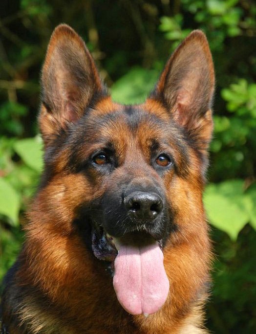 Banderas du Domaine du Parc