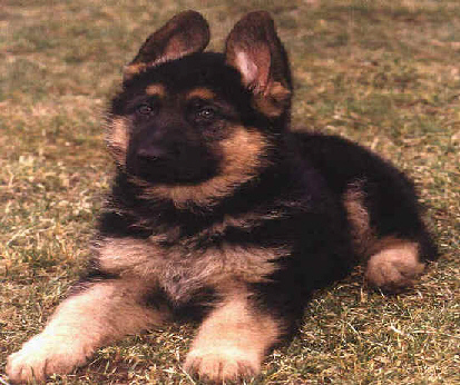 Kennel Chijas hvalp&nbsp; 