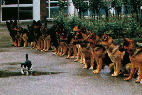 Hunde og Kat -  hvem sagde fri !!!