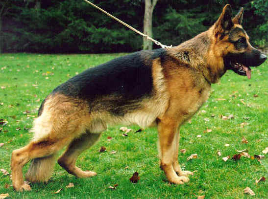 Jango von F�rstenberg