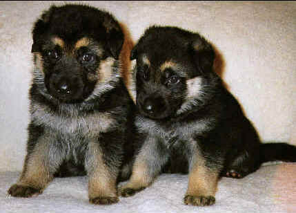 Kennel Chijas hvalpe