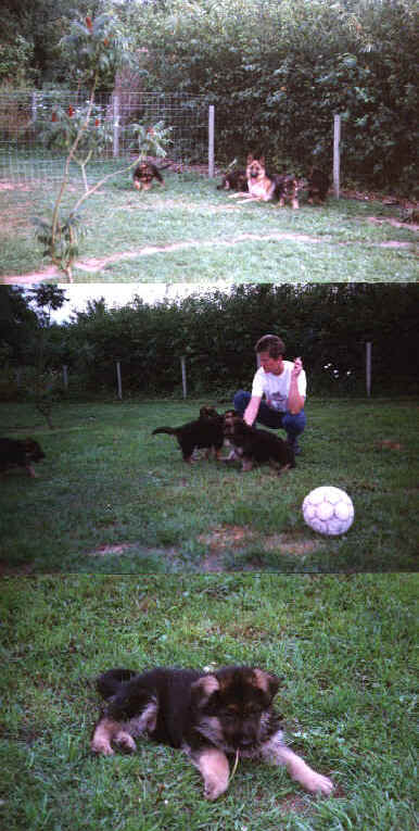 �verste billede: Eg�en Alfine med hvalpe. Miderste billede: Jette med hvalpene. Nederste billede: Chijas Panda.