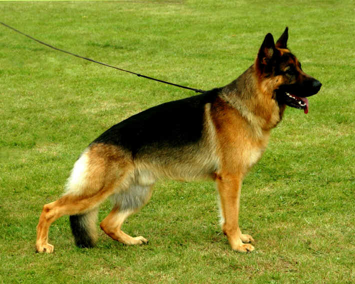 Foto 34 - Chijas Ukenzo