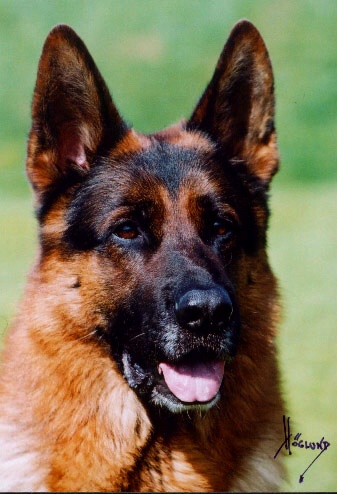 Foto 20 - Heliei�s Cantona