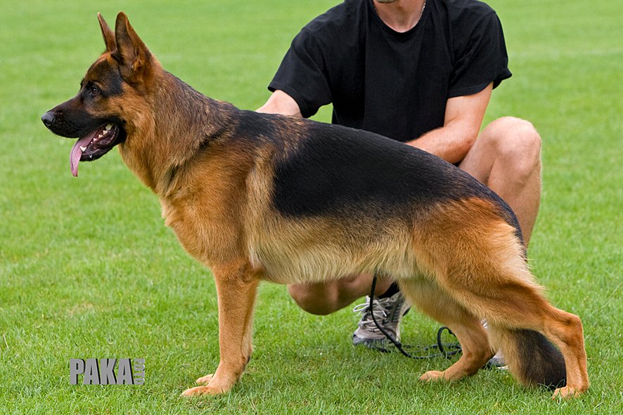 Foto 53 - Chijas Bazi