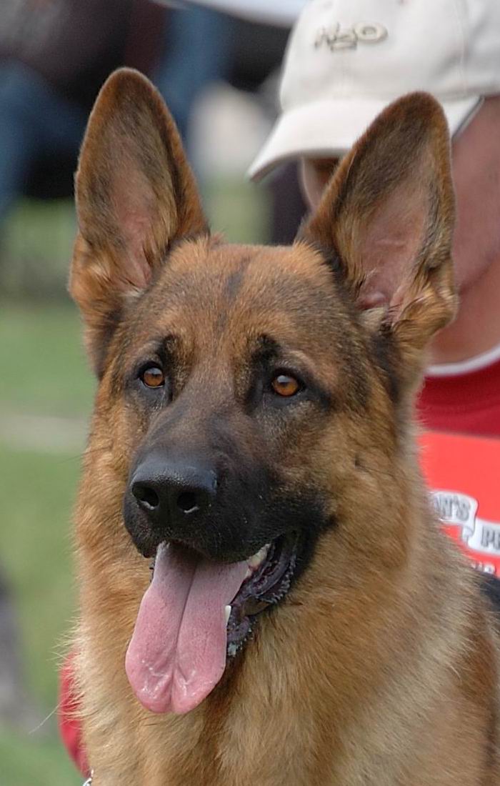 Foto 36 - Chijas Weiko