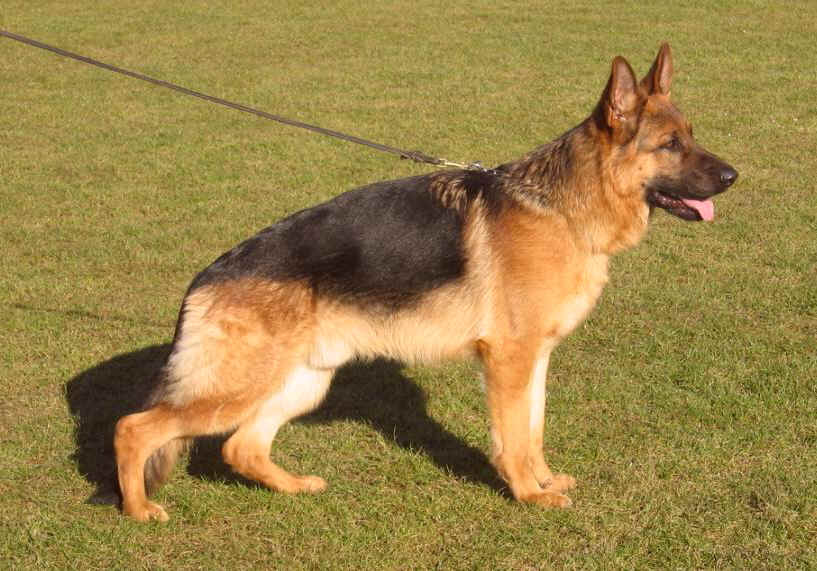 Foto 35 - Chijas Weiko