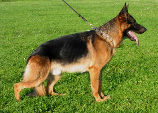 Foto 29 - Kennel Chijas Vivaldi