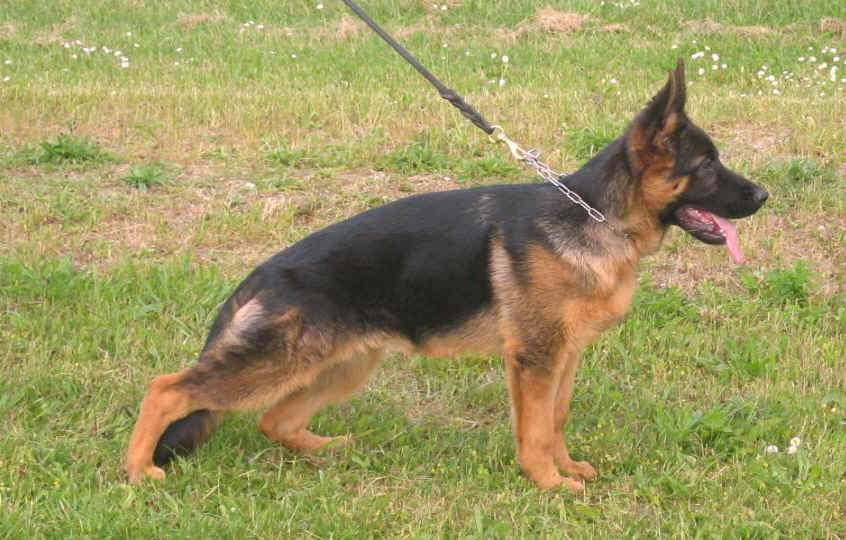 Foto 37 - Kennel Chijas Yanka