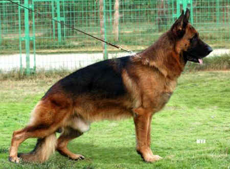 Zamb vom Kahlenberger Land